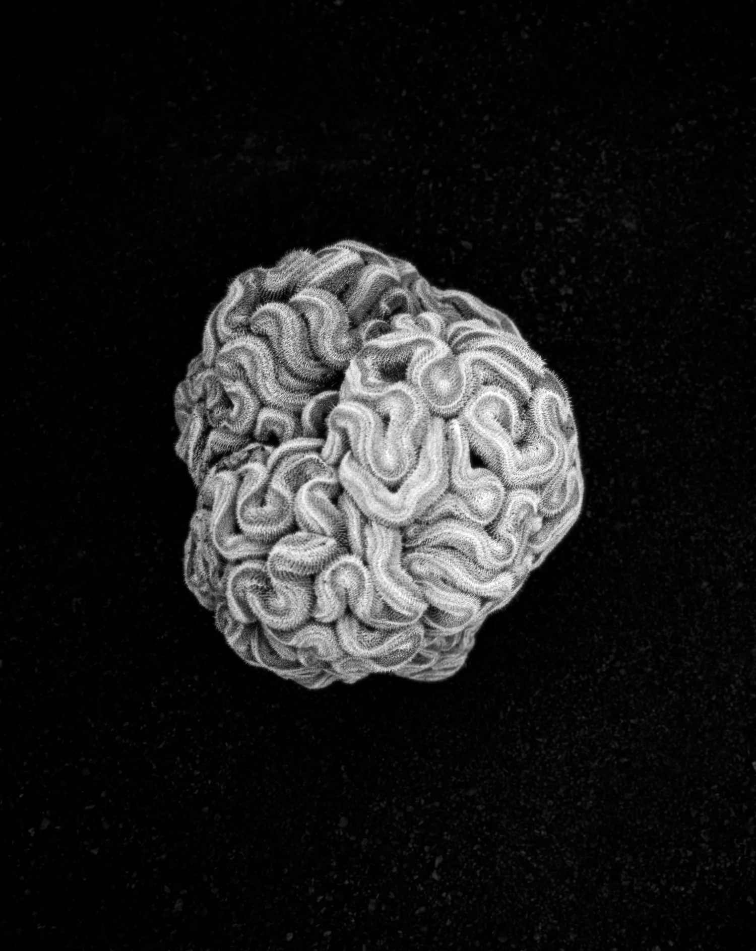 Proliferation　Geert Goiris　プリント付　限定300部 ProliferationGeert Goirisプリント付限定300部